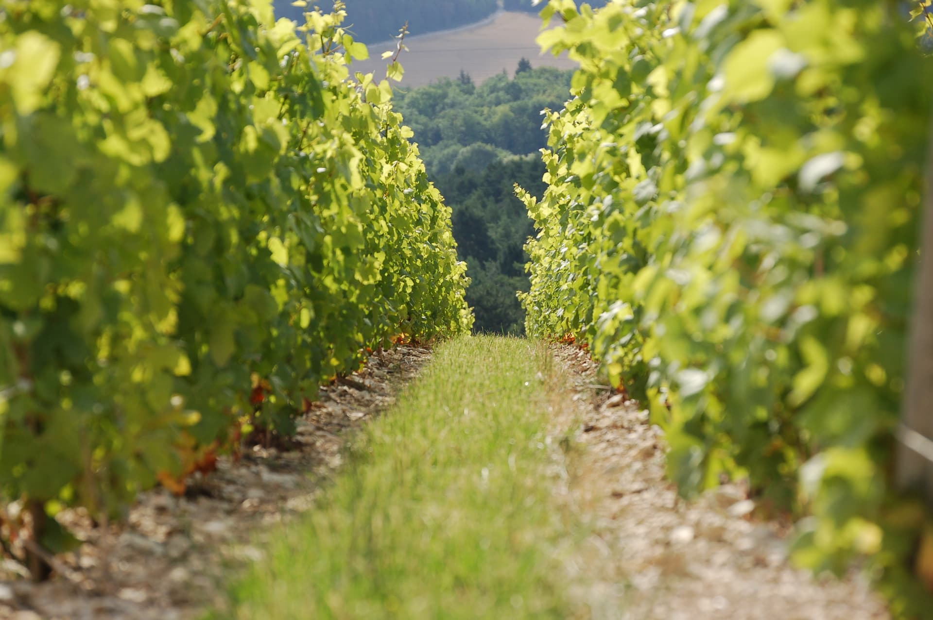 Vineyard