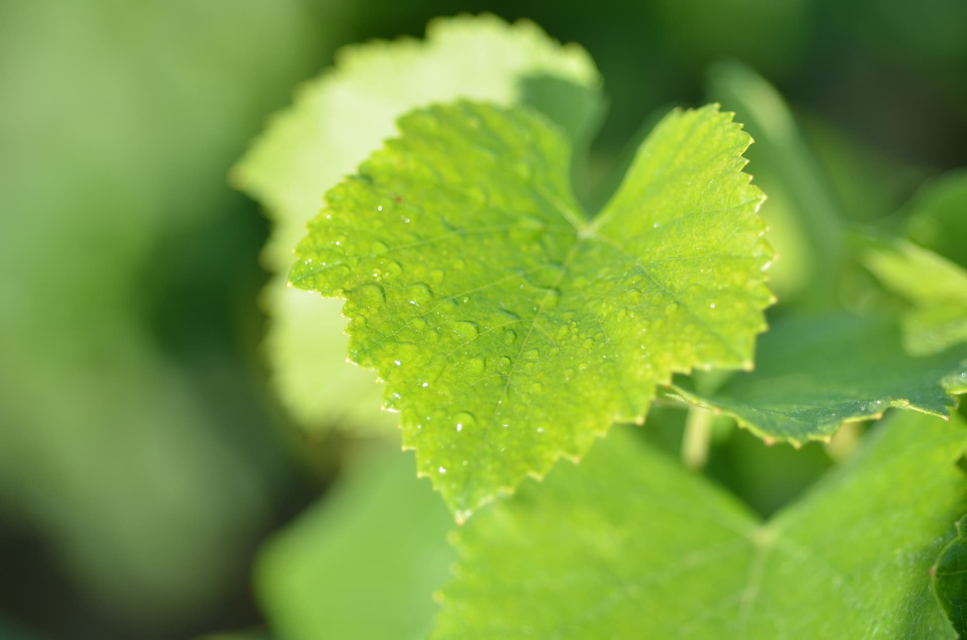 Vineyard_Leaf