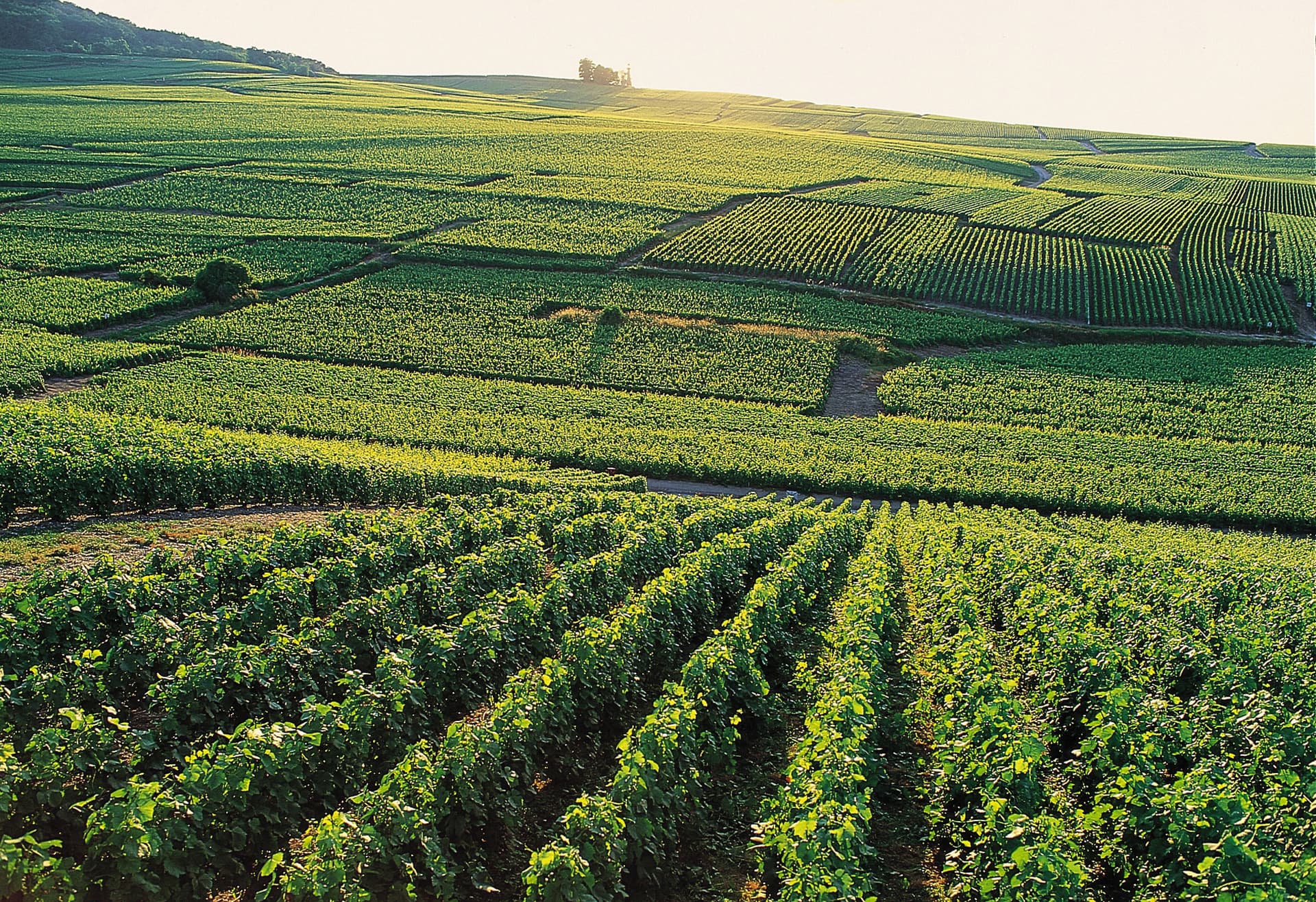 Vineyard_Verzenay2