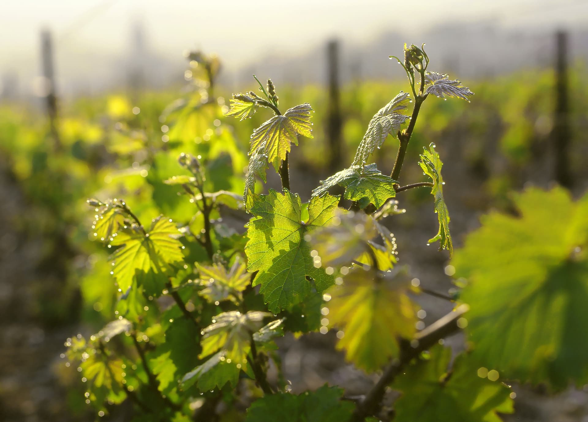 JG_CH_0515_feuilles_MD